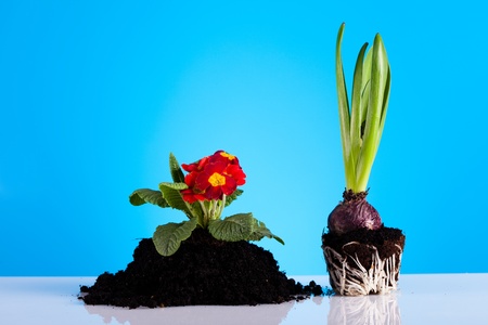 Gardeningの写真素材