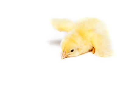 Yellow chick
