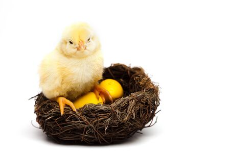 Yellow chickの写真素材