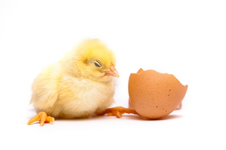 Yellow chick