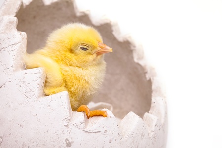 Yellow chickの写真素材