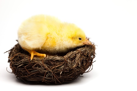 Yellow chick