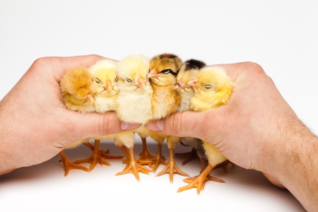 Yellow chickの写真素材