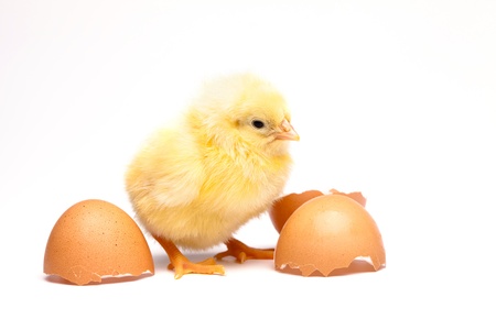 Yellow chickの写真素材