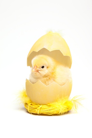 Yellow chickの写真素材