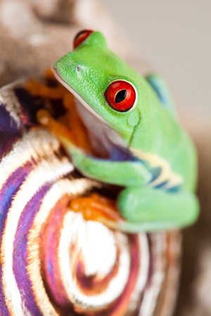 Green frogの写真素材
