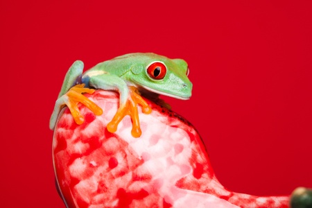 Green frogの写真素材