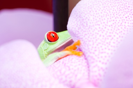 Green frog and flowerの写真素材