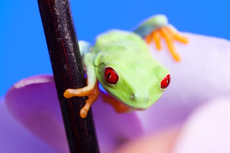 Green frog and flowerの写真素材