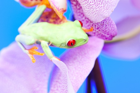 Green frog and flower