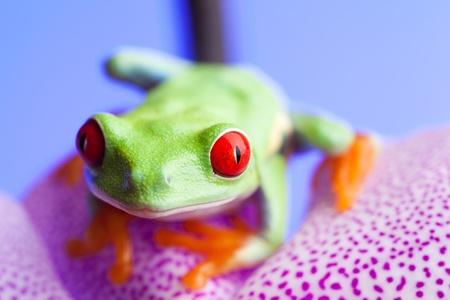 Green frog and flowerの写真素材