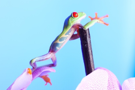 Green frog and flowerの写真素材