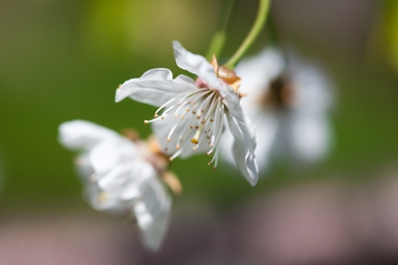 Nature springの写真素材