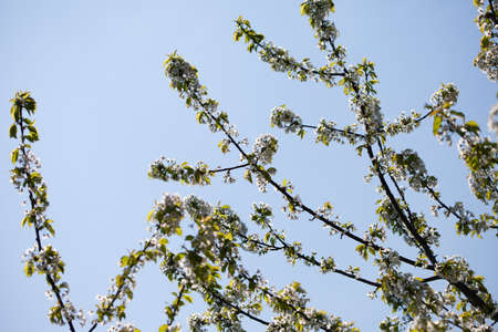 Nature spring