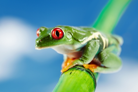 Green Frog with red eye の写真素材