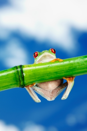 Green Frog with red eye の写真素材