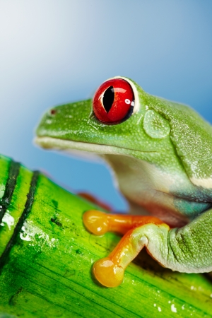 Green Frog with red eye の写真素材
