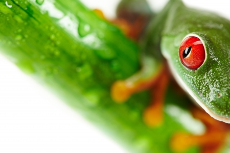 Green Frog with red eye の写真素材