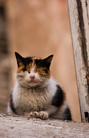 a cat is sleeping at an old house windowの写真素材