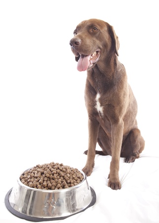 labrador retrieverの写真素材