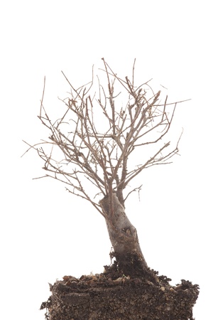 a dry tree on white backgroundの写真素材