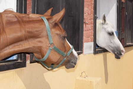 horse with the head outside of the stableの写真素材