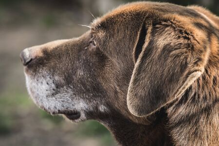 Adorable brown labrador relaxing in the gardenの写真素材
