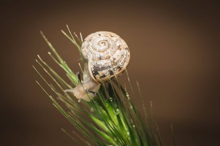 macro View Of Snail On Wet Leafの写真素材