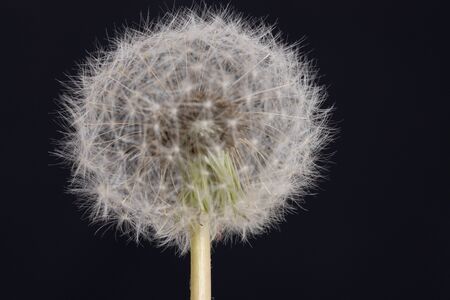 Dandelion seeds on black backgroundの写真素材