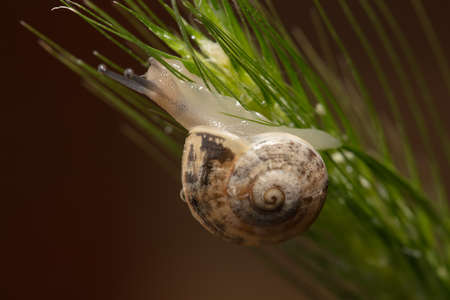 macro View Of Snail On Wet Leafの写真素材