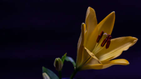 A Bunch Of Lilies Bloomingの写真素材