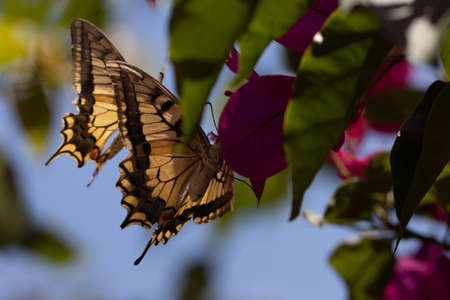 Butterfly on Pink Bougainvillea plant.