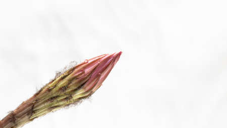 white pink Cactus Flower Echinopsis Eyriesiiの写真素材