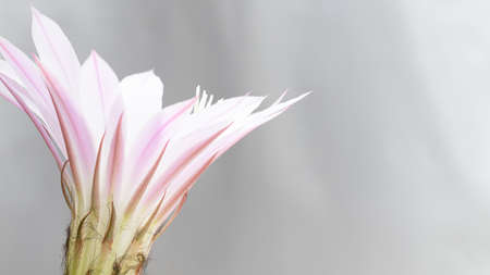 white pink Cactus Flower Echinopsis Eyriesiiの写真素材