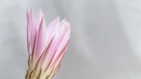 white pink Cactus Flower Echinopsis Eyriesiiの写真素材
