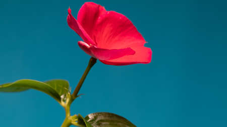 vinca blooming on blue screen background close up. High quality photoの写真素材