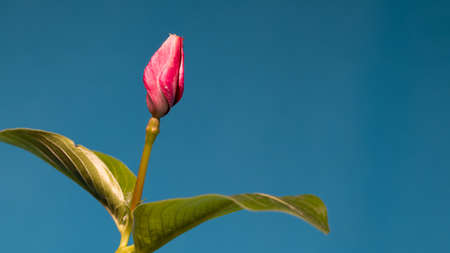 vinca blooming on blue screen background close up. High quality photoの写真素材