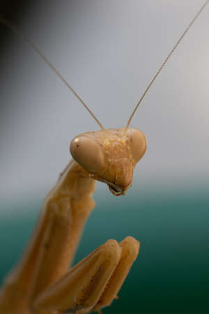 Grasshopper in front of blue background. High quality photoの写真素材