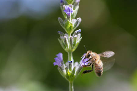 Bees collecting nectar in a green field. High quality photo