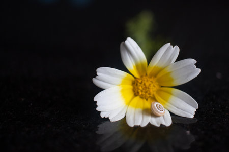 A flower from the daisy family, with white and yellow petals, with a snail perched on it. This herbaceous plant is an annual plant, perfect for macro and still life photographyの写真素材