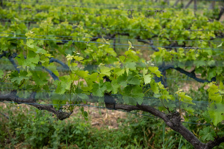 Beautiful vineyards at sunset in Urla, izmir. High quality photoの写真素材