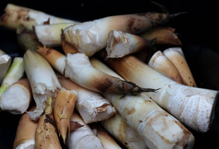 bamboo shootの写真素材