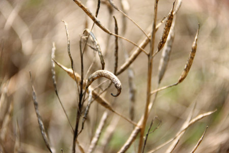 Seed podsの写真素材