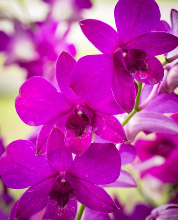 purple orchidの写真素材