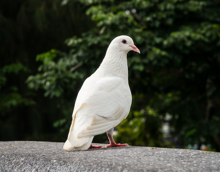 White Pigeonの写真素材
