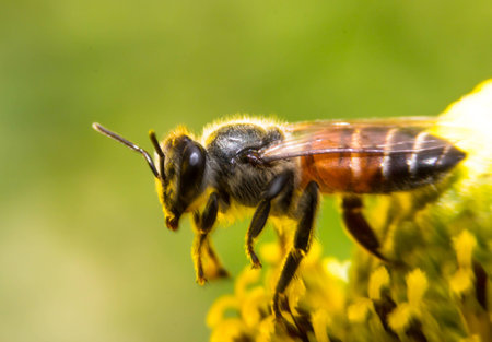 Bee on yellow flowers.