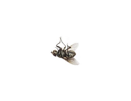 dead flies isolated on white background.