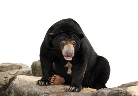 Bears Buffalo on white background.の写真素材