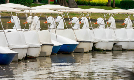 Row of swan boats style in the lake.の写真素材