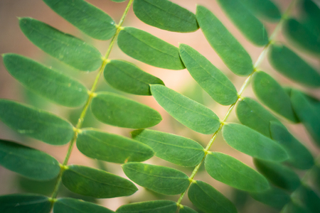 Beautiful green leaves with sunlight background.の写真素材